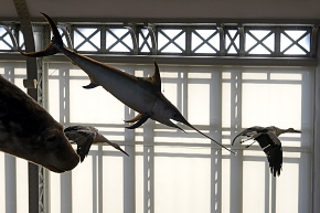 museum voor natuurwetenschappen brussel 11-2022 5601